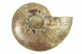 Cut & Polished Ammonite Fossil (Half) - Madagascar #264794-1